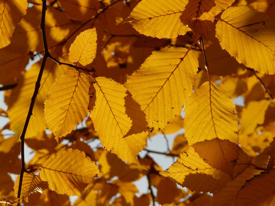 Birch greenhouse betulaceae golden autumn
