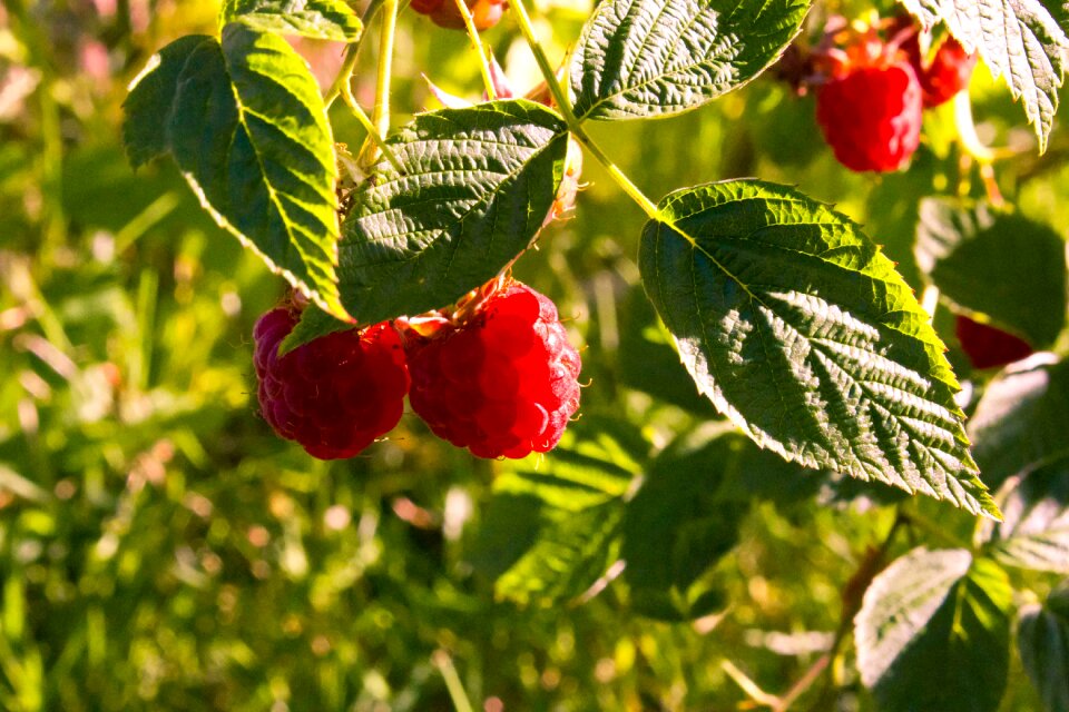 Fruits sweet red