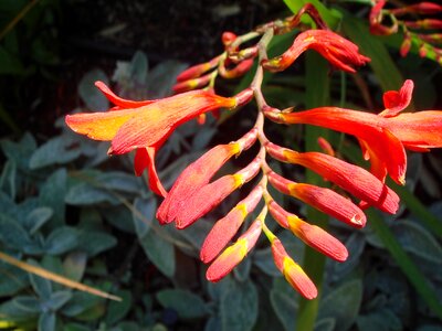 Orange flowers garden