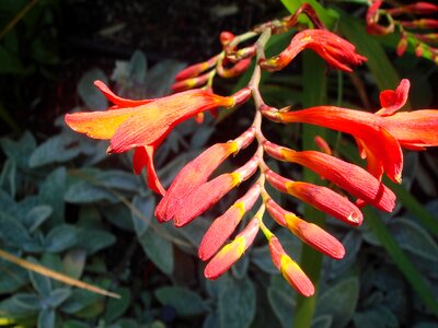 Orange flowers garden photo