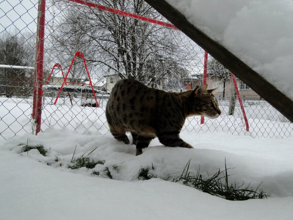 Wild predator animal
