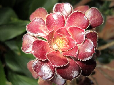 Fibonacci in nature plant drought tolerant