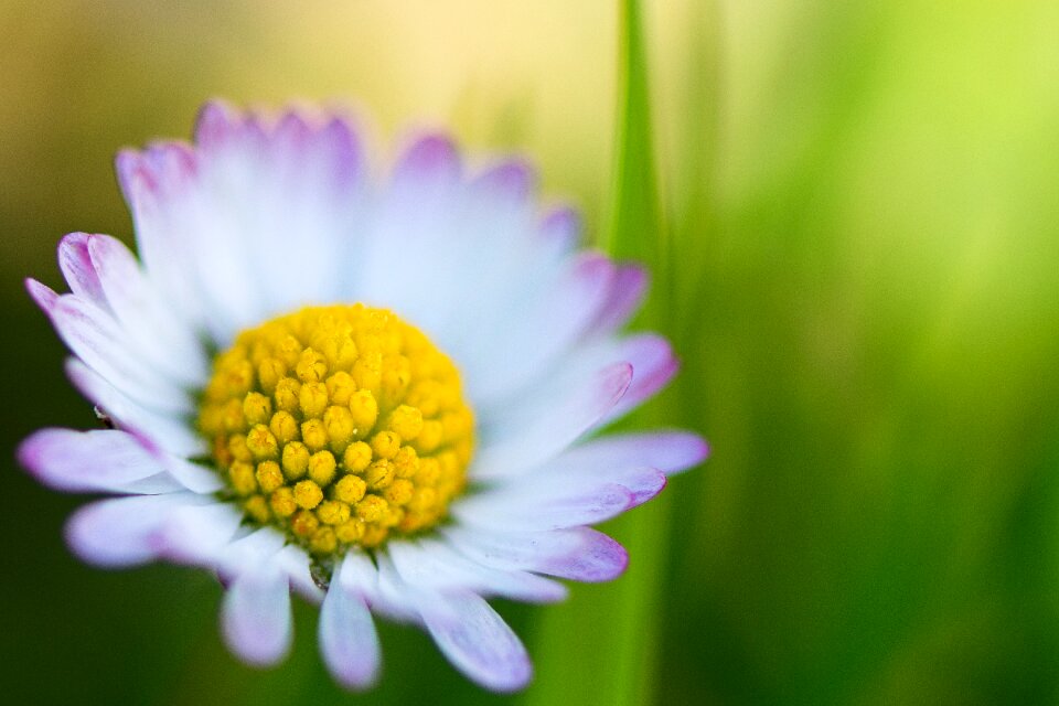 Flower white spring