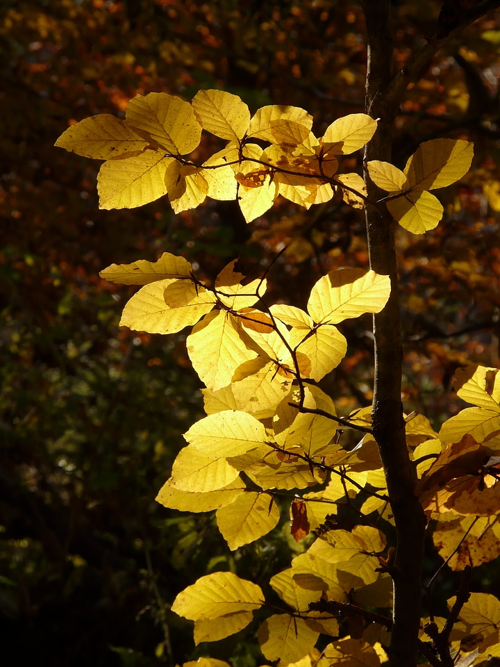 Deciduous tree golden autumn golden october