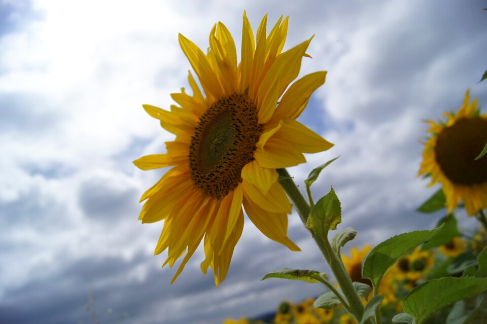 Summer flower beautiful