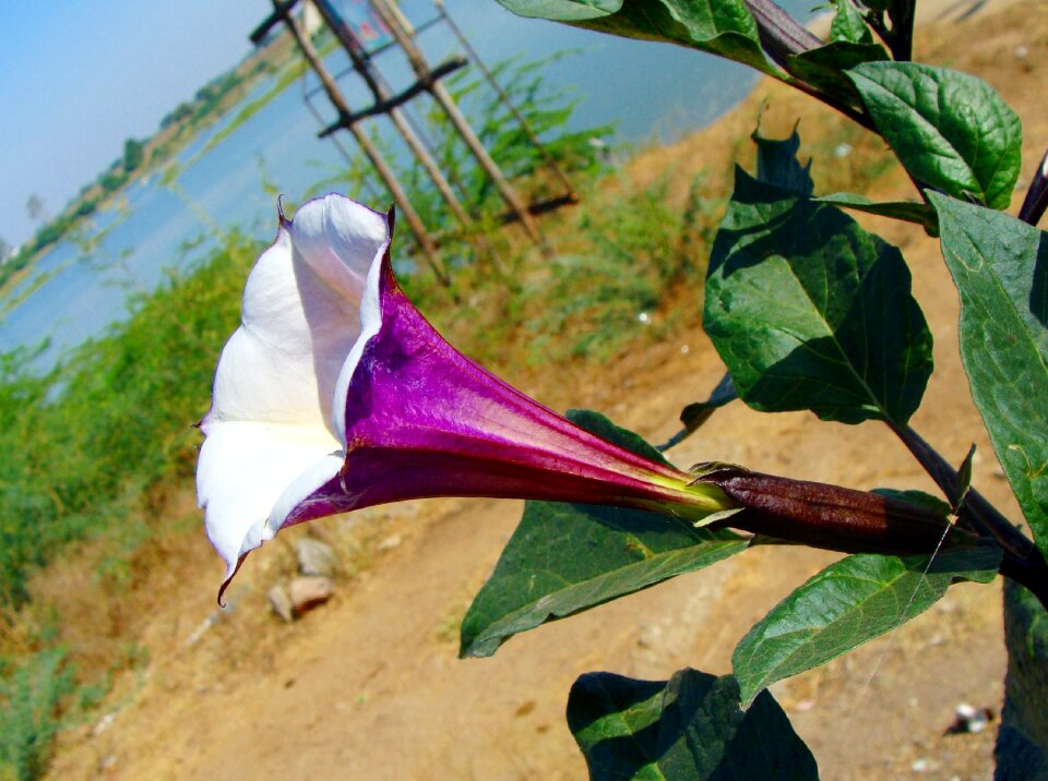 India karnataka raichur