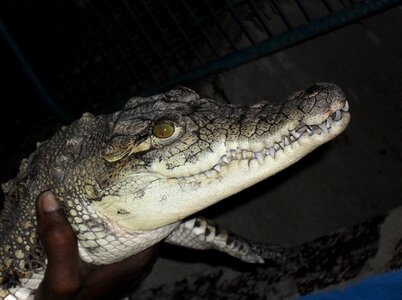 Crocodile nubian village egypt
