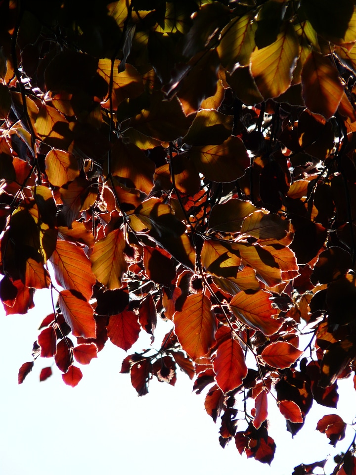 Book fagus sylvatica purpurea f fagus sylvatica l atropunicea