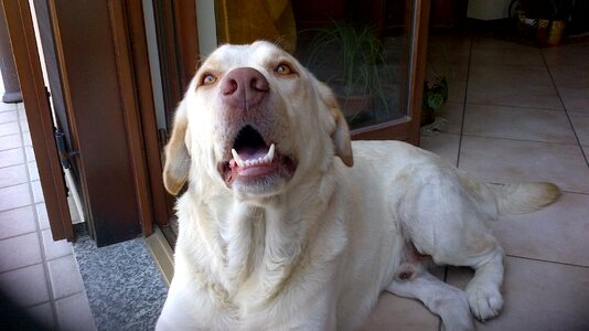 Dog animal labrador