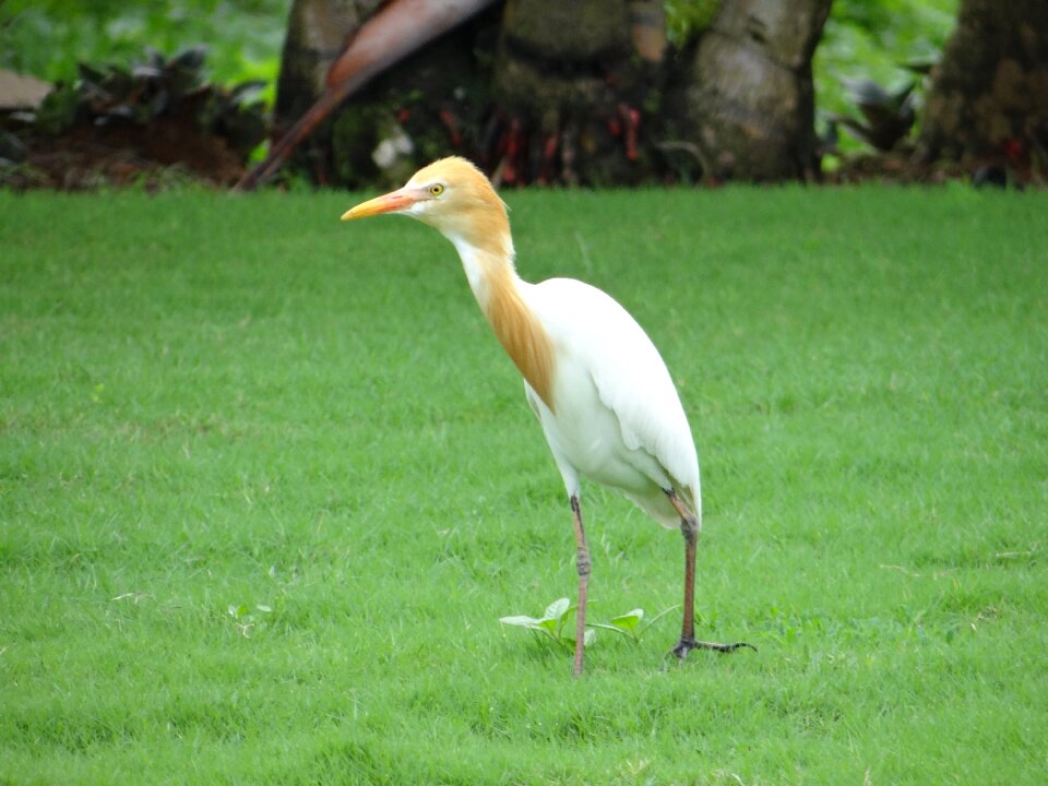 White beautiful karnataka