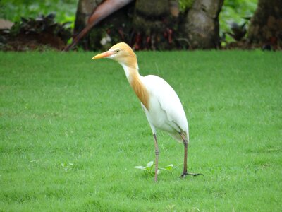 White beautiful karnataka photo