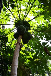 Papaya sunlight papaya fruit tree
