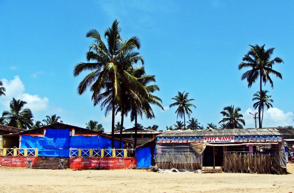 Coconut palm sand india