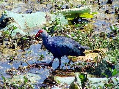 Moorhen bird birds
