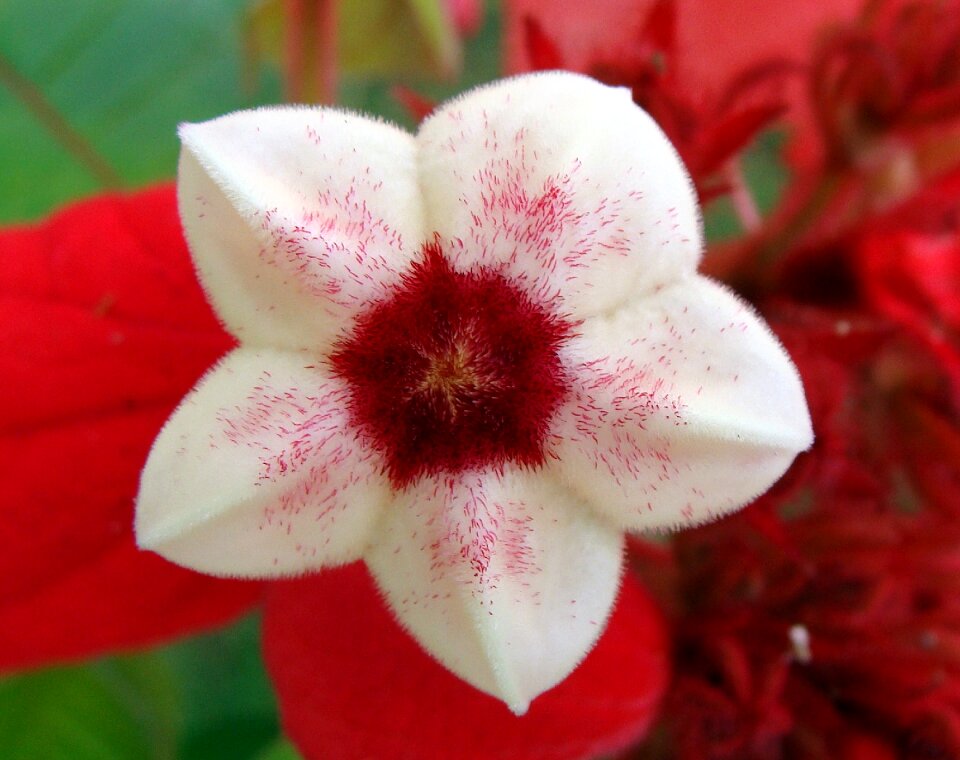 Scarlet flower flowers