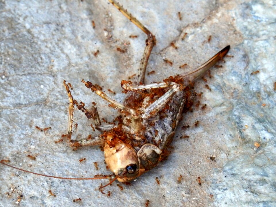 Grasshopper acrididae ants