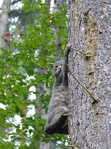 Fear hunting tree