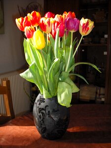 Vase tulip flower photo
