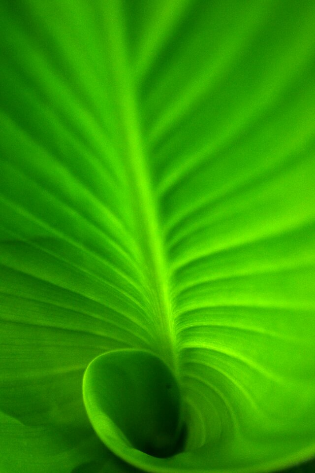 Green leaf green spiral leaf deep