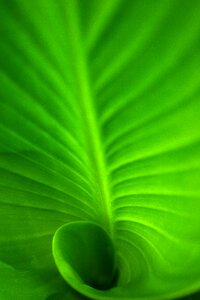 Green leaf green spiral leaf deep photo