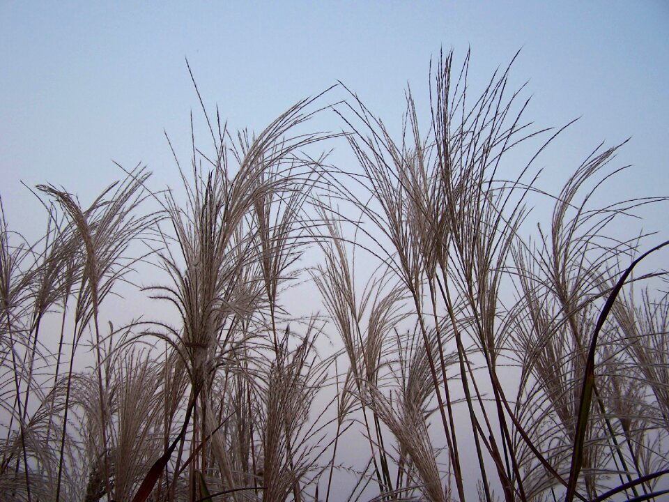 Plants wetland nature