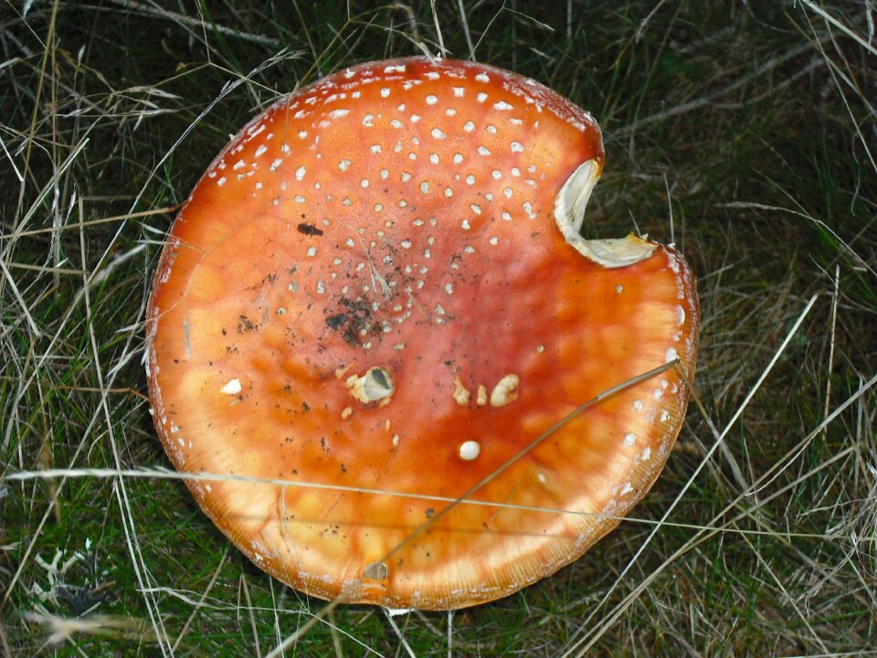 Poisonous mushroom fungus amanita red