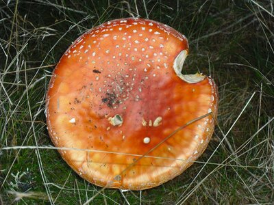 Poisonous mushroom fungus amanita red photo