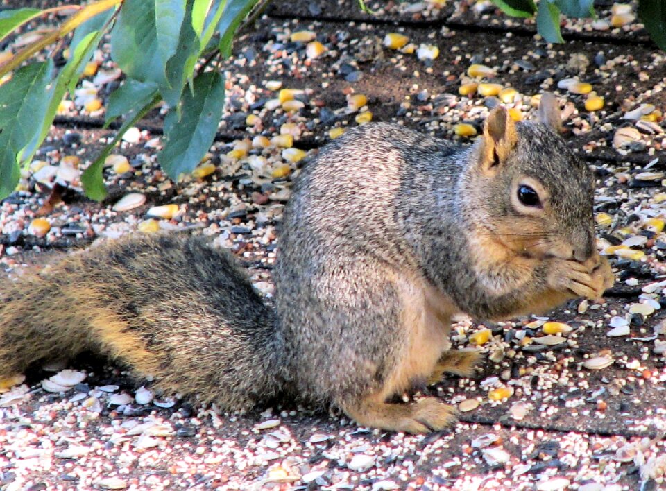 Nature cute eating
