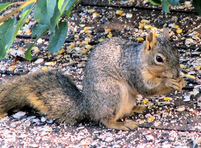 Nature cute eating photo