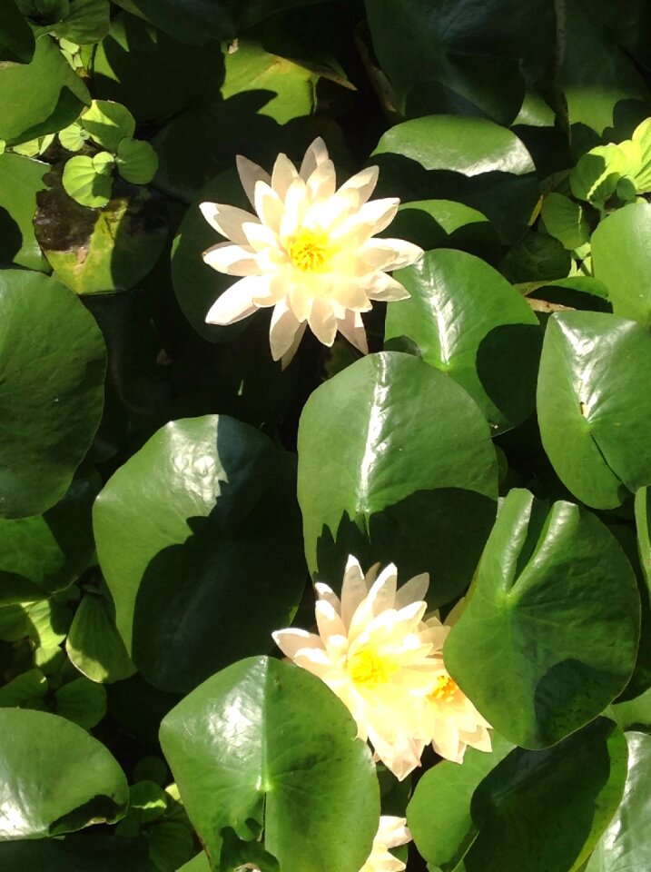 White aquatic plant pond