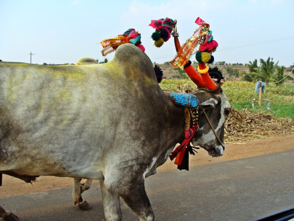 Bullock cart rural india