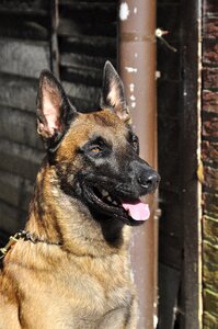 Belgian malinois guard dog shepherd dog photo