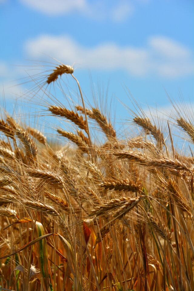 Wheat ear grain cereals