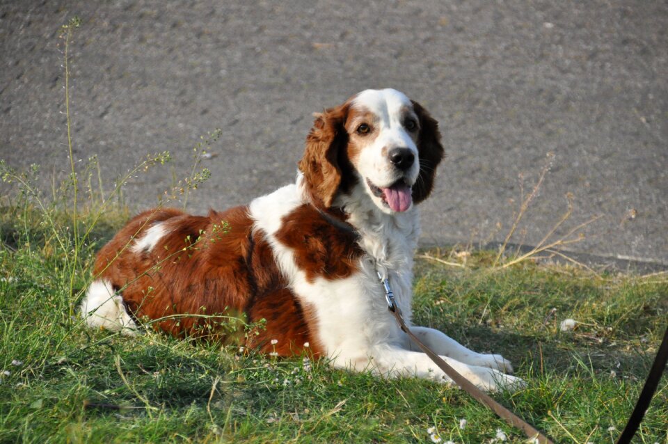 Pet mammal hunting dog