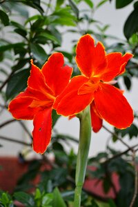 Garden flower garden pair