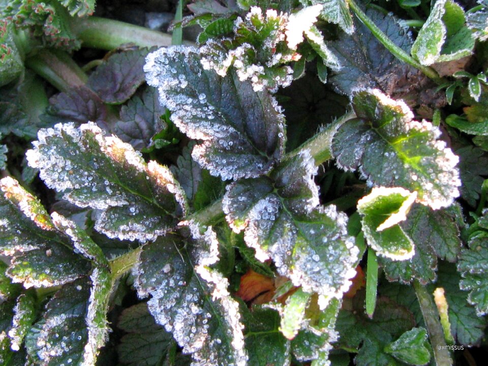 Cold foliage spring
