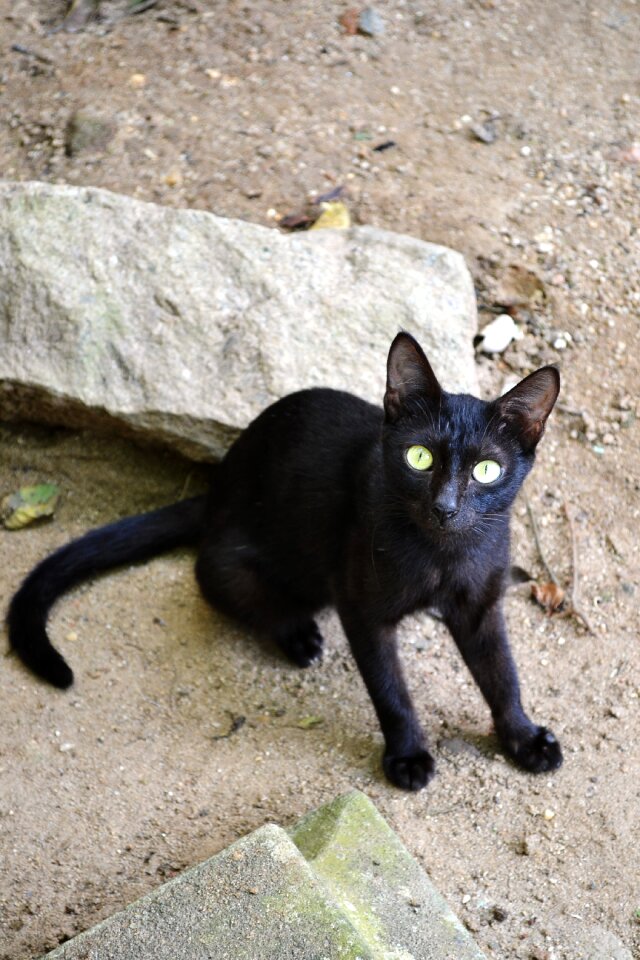 Animal felis domestica hunt