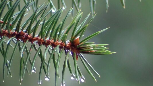 Branch needle drop of freshness green