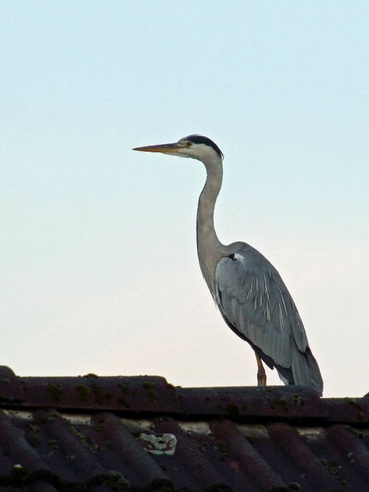 Bird eastern animal