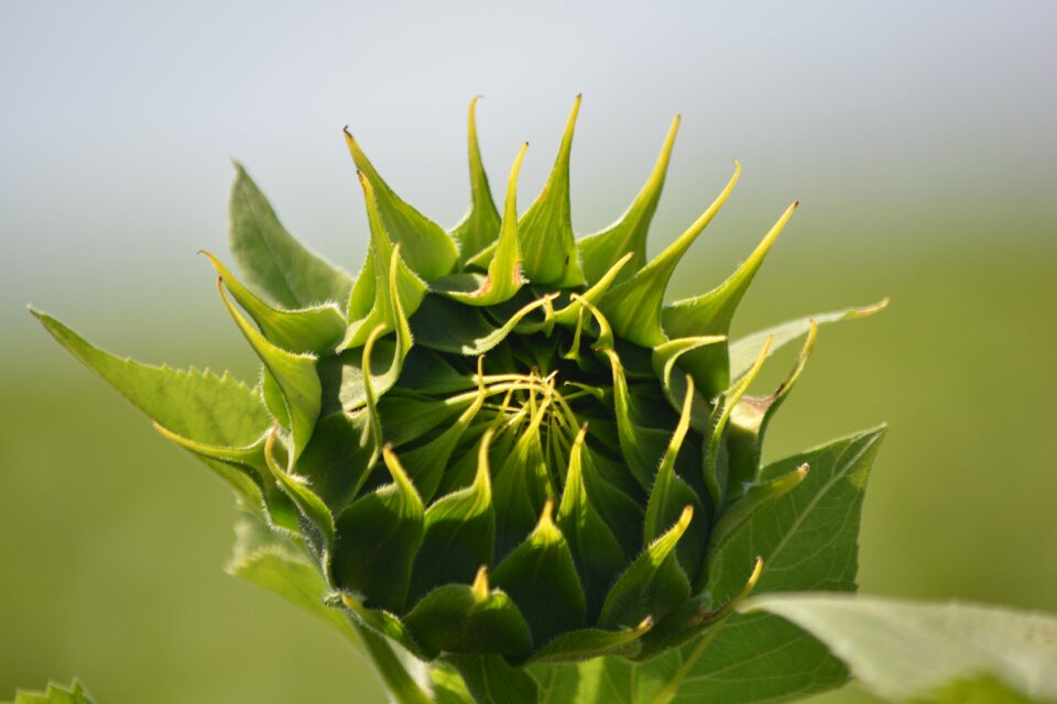 Sunflower flora flower buds