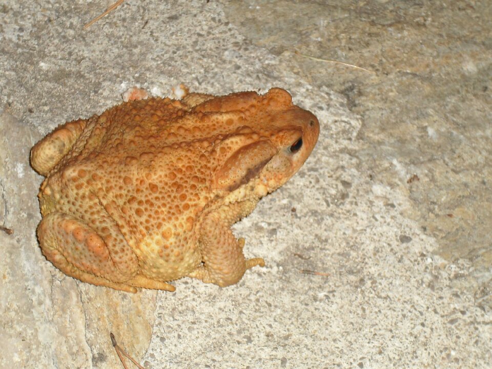 Toad frog animal