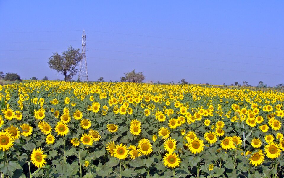 Sunflower field flora agriculture