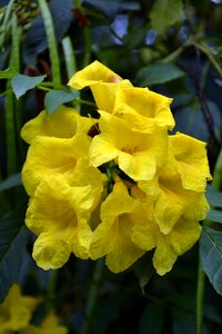 Yellow follower nature garden