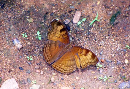 Baron karnataka india