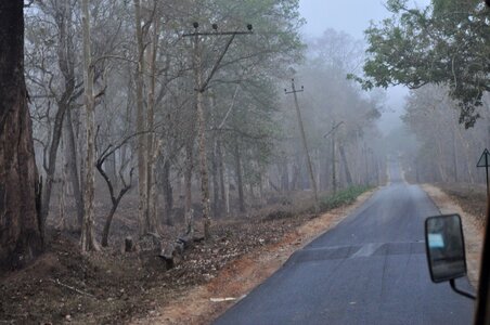 Fog road forest