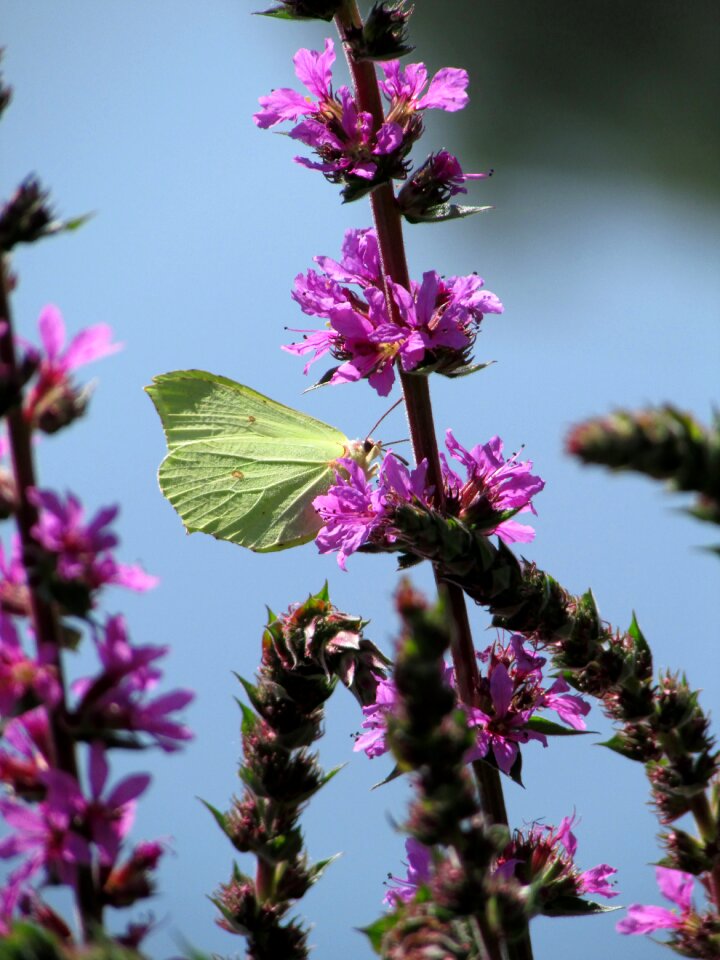 Butterfly insect animals