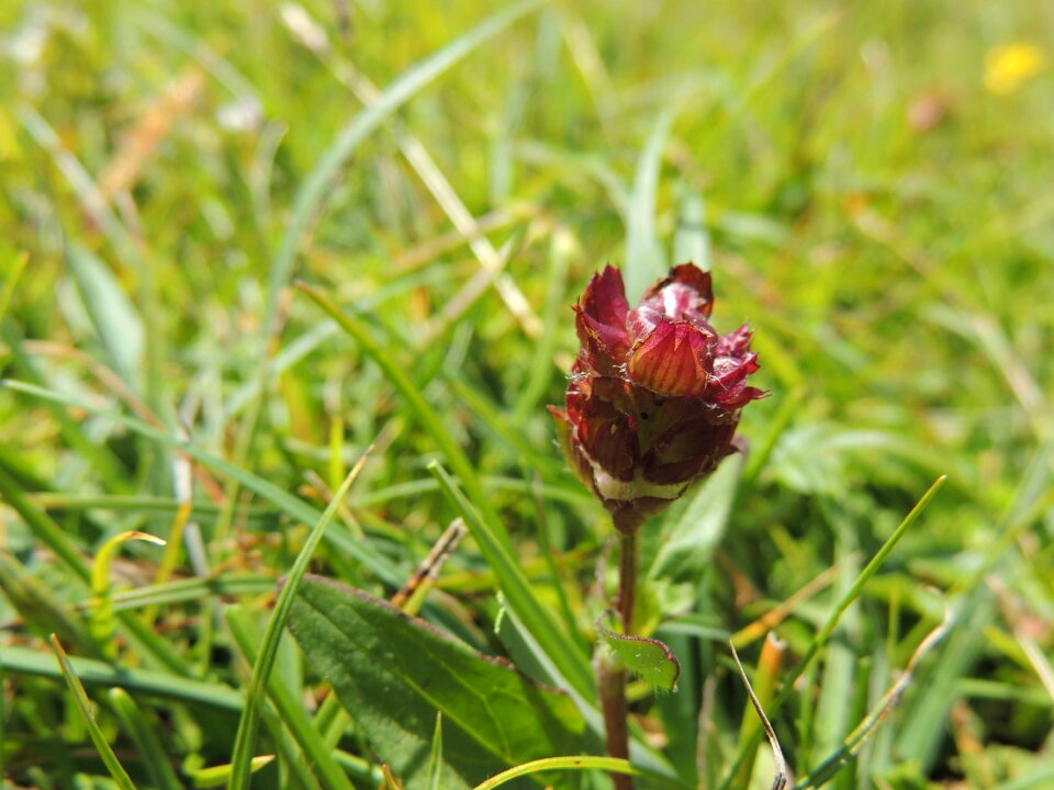 Bloom wine red meadow