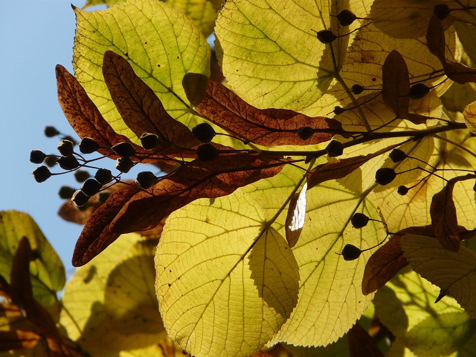 Winter linde stone linde tilia cordata