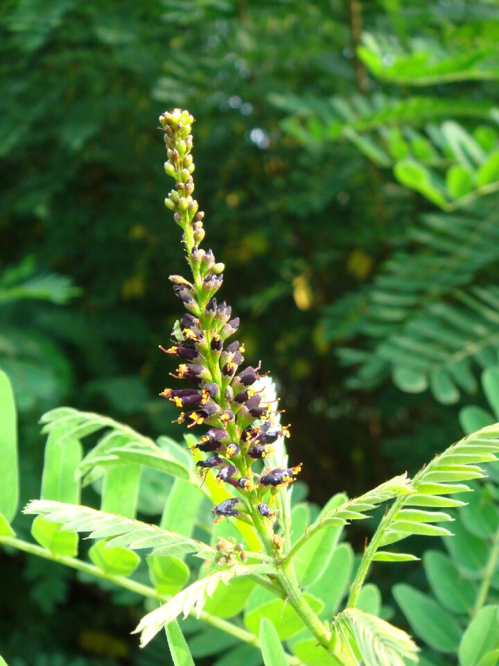 Leaves purple garden