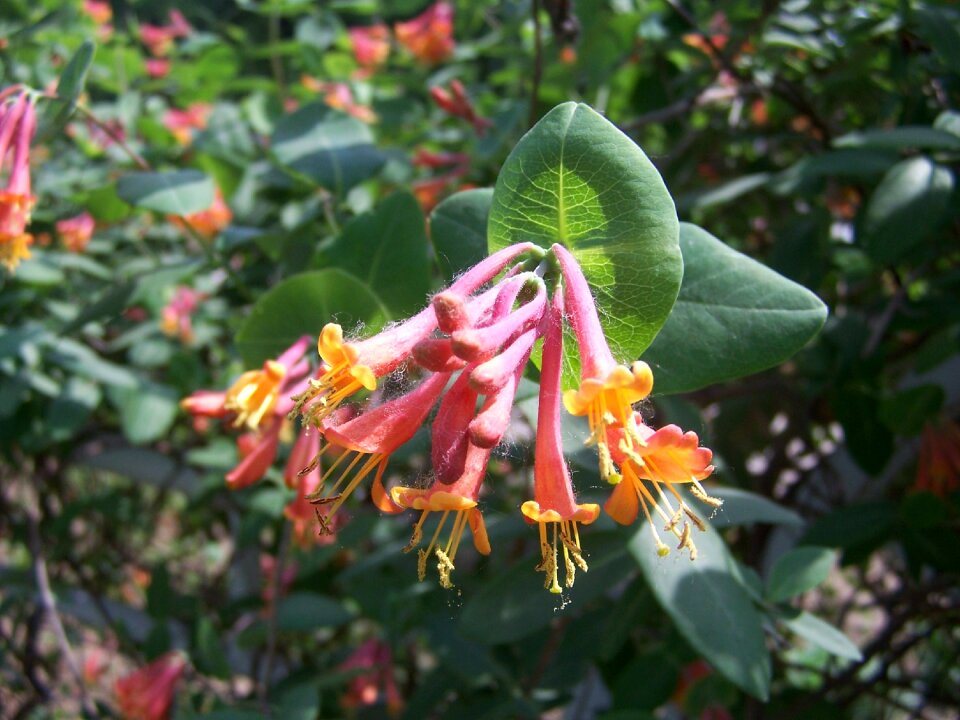 Nature summer garden
